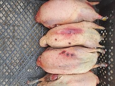 дистиллированная вода баку: Qaşqaldağ Bilənlər bilir necə dadlı olur Cəkisi gəlir 500 qram 600 — 7