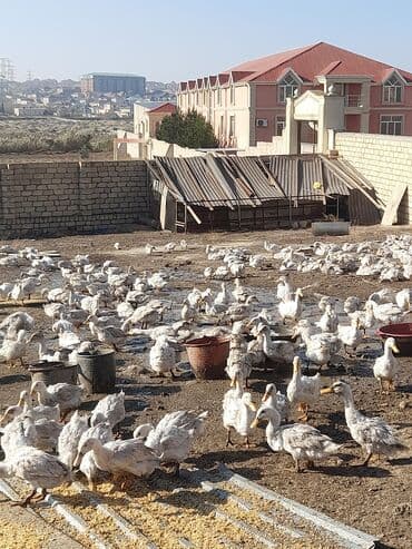 Məhsul: Ağ ördəklər (təsərrüfatdan) Təsvir: - Açıq həyətyanı sahədə