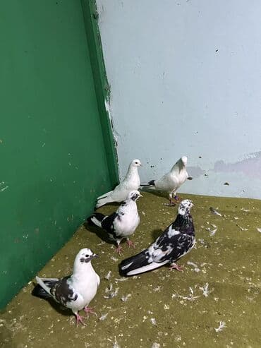 ucuz goyərcin: Göyərçinlər — 3