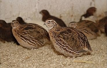 Другие с/х животные: Bıldırcın və bıldırcın yumurtası - Növ: Ətlik və yumurtalıq — 2