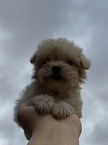 cins heyvanlar: Peyvəndli — 2