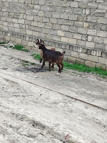 qara avstrolorp: Erkək, il: 2, 35 kq, Damazlıq, Ödənişli çatdırılma — 10