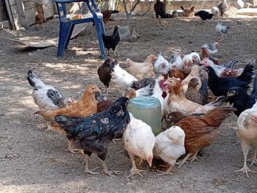 en cox sud veren inekler: Курица, Для разведения — 18