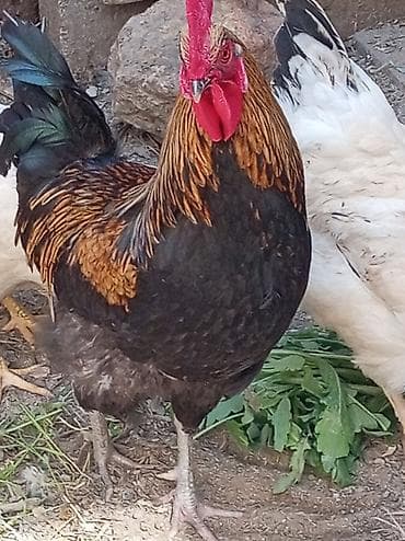 alabai satilik: Diqqetle oxuyun boş bekarlar yazmasın. Salam cavan xoruzdu tam sağlam — 8