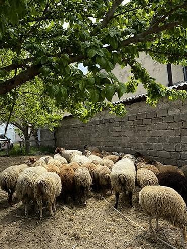 Qurbanlıq Quzuların satışı Müxtəlif çəkidə quzular mövcuddur. Diri