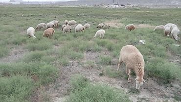bala qoyun: Salam her kese unvan balaxani kendi 39 baw heyvandi 14 quzu bidene qoc — 1