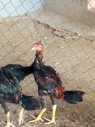 xoruz sekilleri: Salam aleykum gördüyünüz heyratı xoruzları satılır tam sağlam — 1