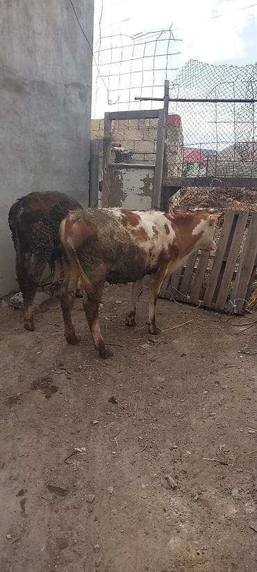 Рогатый скот: Mal-qara: 2 baş dana - Növü: Yerli cinsli (Simmental tipli rəng — 6