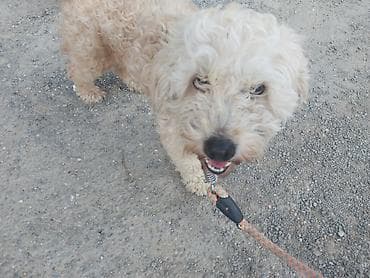 adamcıl it: Kiçik ölçülü, qıvırcıq tüklü it üçün gəzinti kəməri və kaman komplekti — 1