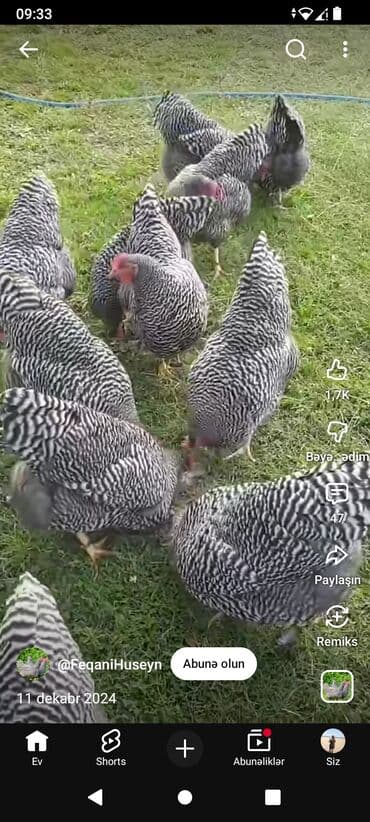 ev quslari satisi: Toyuq, Australorp, Rahibə, Brama, Yumurtalıq, Pulsuz çatdırılma — 4