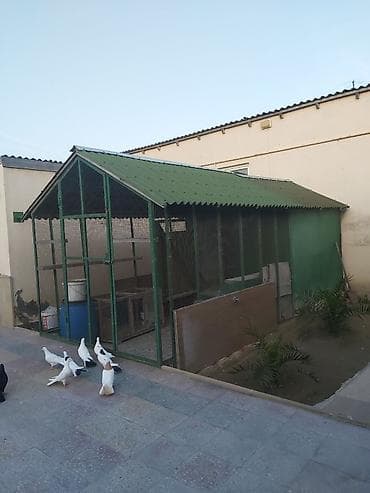 quşxana satılır: Geniş quşxana satılır.Əlaqə üçün 0509995556 — 1