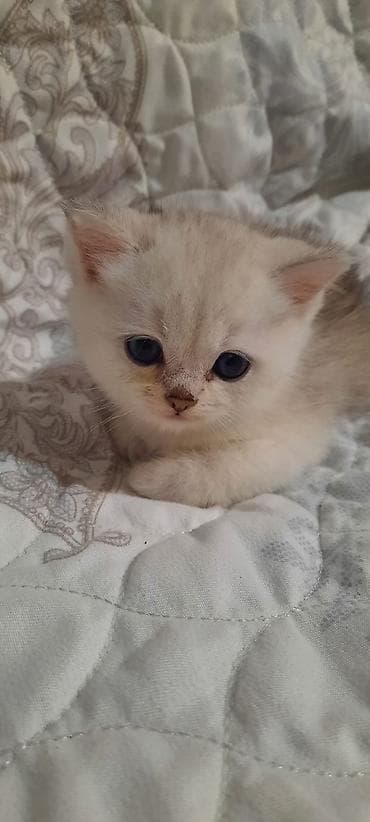 ev meymunları: Balaca pişik balası – krem rəngli tüklər, iri mavi gözlər, qısa — 3