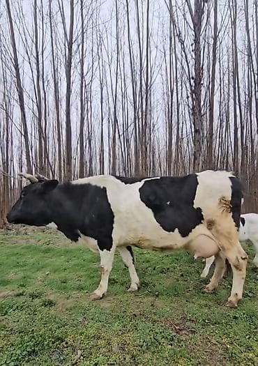inek satisi: Satılır 3 cu qarna balalyıb 20 lt südədə qaranti veilir — 3