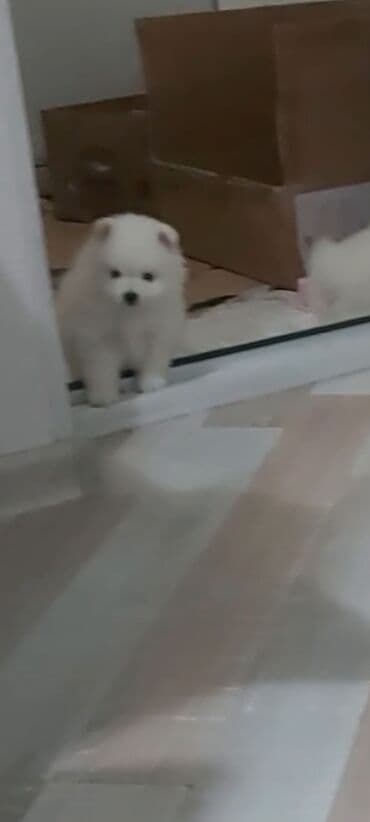 coban iti satiram: Şpitz, 1 ay, Erkek — 7