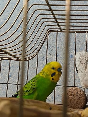 quslar satisi: İki Cüt Tutuquşu Satılıt Bir Cüt Ağ Bir cütdə Yaşıl və Aarı — 3