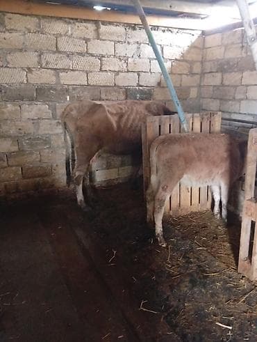 inək adı: Salamın aleykum inəy yaxshi ineydir hündürlüyü boyu caynaqlı heyvandir — 6