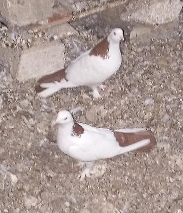 tap az quşlar: Cavan və sağlam uçan nəsil göyərçinlər.Erkəy və maya.Cüt deyillər.Maya — 4