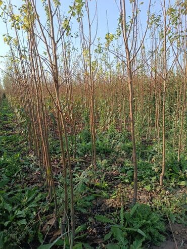 meyvə ağacı: Her sor tinglermiz movcuddur yerli və xarici sortlar var sortlara — 12