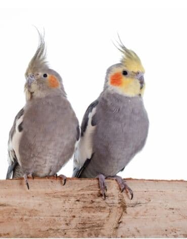 Digər quşlar: Hazır yumurta üstündə cüt karella. Erkek karella elə gəlir. Qəfəs və — 1