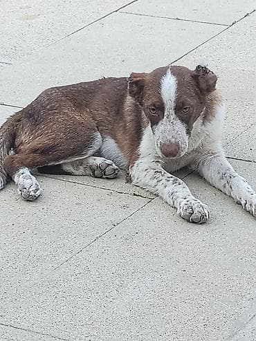 setter it cinsinin digər adı: Qurdbasar — 1