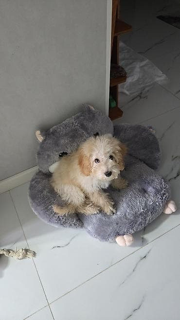 it bazari hardadi: 4 ay, Erkek — 1