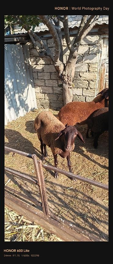 Quzu: Salam. 11 baş qoyun satılır biri qoç yeddisi dişi üçü quzu dişilərdən — 2