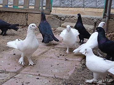 goyercin taklalar: Aq ve qara cox quyruqlar.topdan satiram hamisini — 4