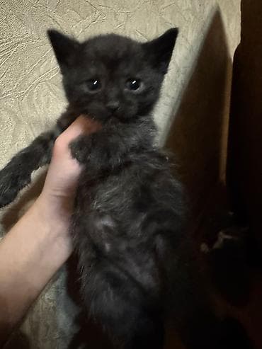 Erkək, Dişi, Yaxşı əllərə, Pulsuz çatdırılma