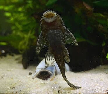 продажа аквариумных рыбок: Ansistrus, Sülhsevər, Ünvandan götürmə, Pulsuz çatdırılma, Ödənişli çatdırılma — 2