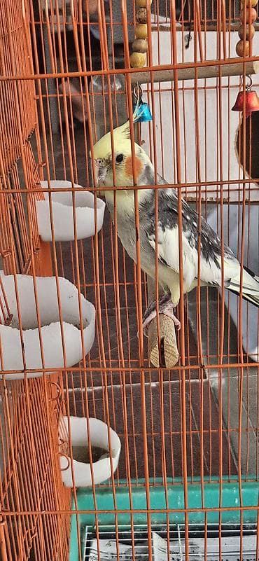 Nymph papuqay (cockatiel) – boz-ağ bədən, krem-sarı baş və xasiyyətvi — 3