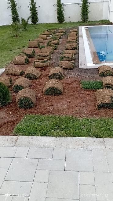 çəmən otu: Təbbi qazon danimarka enli yarpaq çatrlma xidməti,qurasdrma cidmeti — 6
