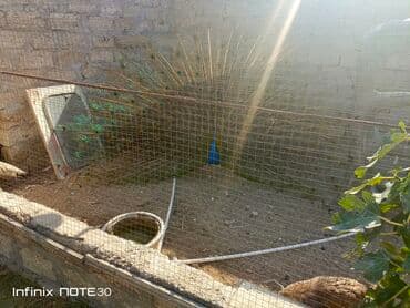 cücə satışı 2023: 1500azn 8dene qiyməti razılaşma olar — 3