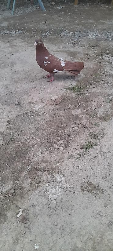 goyerçinler: Qırmızı-ağ naxışlı ev göyərçini - Növ: ev göyərçini (dekorativ/uçuş — 1