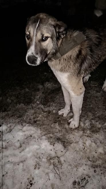 xaski balalari satilir: 1yaş 2 aylıqdı — 2