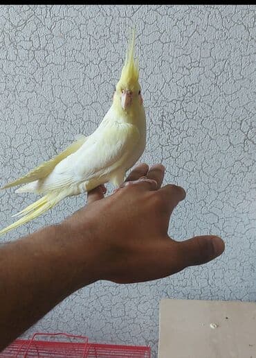 Кошки: Cute hazir erkek ve disi korellar var hazir cutler var saglam quslardi — 5