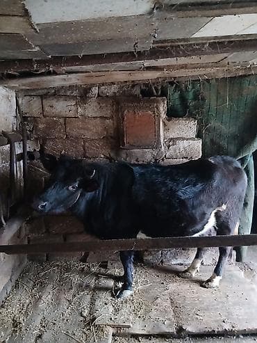 it adlari 2020: Salam birinci qarına boğaz düyədi 8 aylıq boğazdı balalamağına bir ay — 1