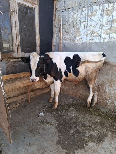 inekler: Süd inəyi – qara-ağ rəngli, iri cüssəli, buynuzlu. Şəkillərdə — 10