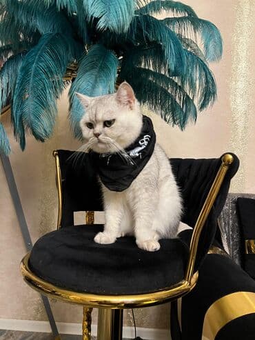 Одежда: Silver şınşıla cutlesdirilir. peyvendu qurd dermani olunub tam — 9