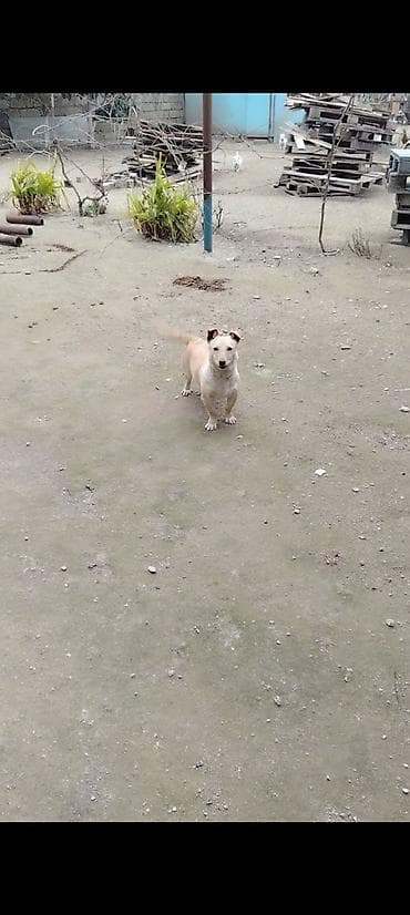 maykonq pişiyi: 8 ay, Dişi, Peyvəndli, Ödənişli çatdırılma — 4