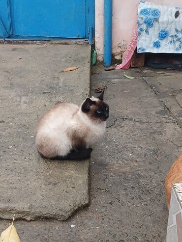 enli quyruq: Siam, Dişi — 3