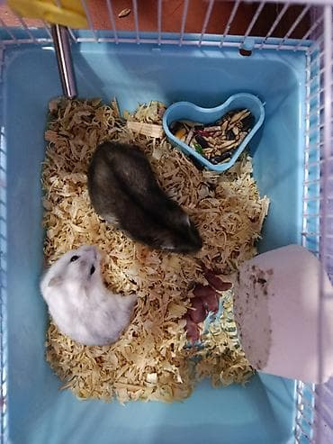 heyvan meymun: Ev heyvanı xamyak satılır! 1 ədəd boz rəngdə Dişi 1 ədəd Ağ rəngdə — 1