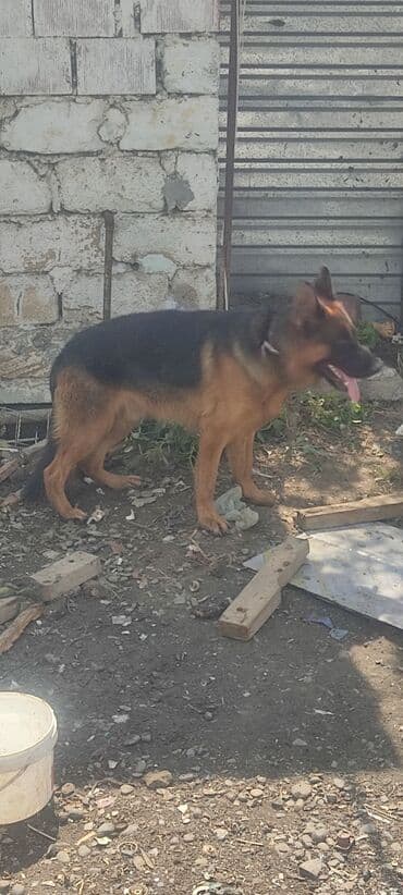 heyvanlara verilen adlar: Alman çoban iti, 2 il, Erkek, Sənədli — 2