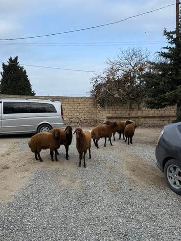 сколько стоят щенки: Самец, Qala, лет: 1, 65 кг, Для разведения, Самовывоз — 9