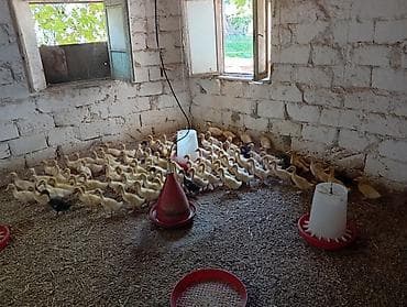 K/t heyvanları və malları: Pekin ördək balaları 20 günlük 5azn Çox alana endrim olacaq Ünvan — 3