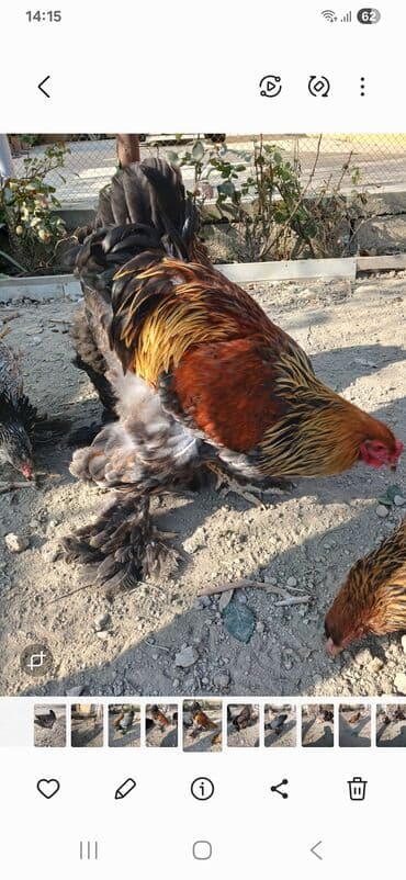 koxin toyuqlari: Toyuq, Brama, Damazlıq, Ödənişli çatdırılma — 5