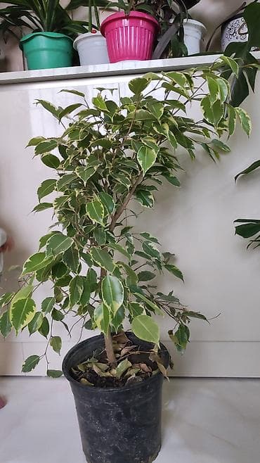 Букетные цветы: Fikus Benjamina (variegat) – iri qapalı dekorativ bitki - Növ: Ficus — 1
