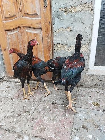 colpa toyuq: Toyuq cücələri, Damazlıq — 2