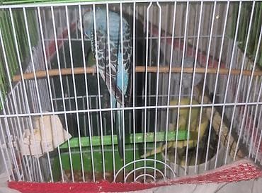 Yuvalar: 11 PAPUQAY 7 DİSİ BALADİ 2 AYLİQDİLAR HAZİR CUTLERDİ 2 QƏFƏSLƏ — 2