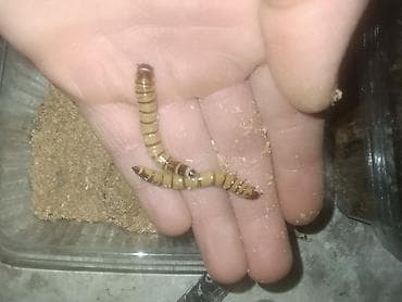 heyvan döşəyi: Canlı yem – Zophobas morio (super qurd) larvaları0.10 qepikbiri - — 1