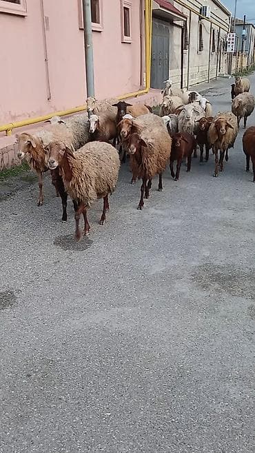 tap az qoyun quzu satisi: Salam. 16 ana bala 3 subay. kom sekilde satilir. etrafli z vuru — 5